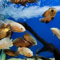 ماهی ردلاین|ماهی|اهواز, پادادشهر|دیوار