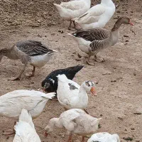 تعدادی غاز بزرگ جوجه امسال همه دوکیلو به بالا