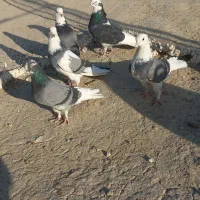 ۳.جفت کبوتر شازده پرش سنگین