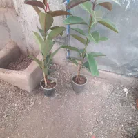 انواع فیلتوس از۱۸۰تا۲۷۰|گل و گیاه طبیعی|تربت جام, تیپ ۳۸ زرهی تربت جام|دیوار