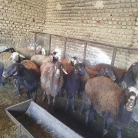 گوسفند ابستن|حیوانات مزرعه|سرخنکلاته, |دیوار