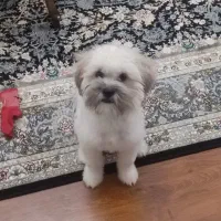 سگ شیتزو کراس