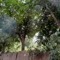 باغ زمین روستای گیو طینوج دستجرد