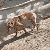 سگ گله      ۳ میلیون تومن