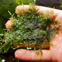 خزه کریسمس و کریپتون