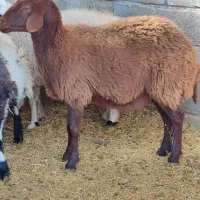 گوسفندمیش  سنجابی وهمو دوراس ابستن دوقولوزا|حیوانات مزرعه|کرمان, |دیوار