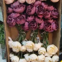 گل پیونی ۶ گل دسته ای