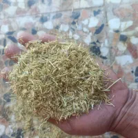 کاه عدس|حیوانات مزرعه|همایجان, |دیوار