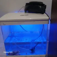 اکواریوم. درسال شرکتی