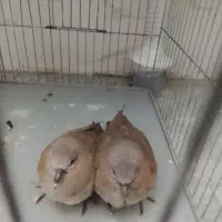 کوکو
