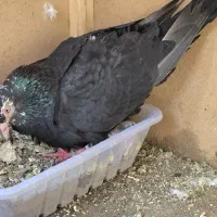 کفتر|پرنده|مشهد, فدک|دیوار