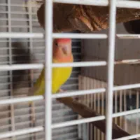 کوتوله برزیلی ماده مولد فنچ باجوجه مرغ عشق سرلاکی