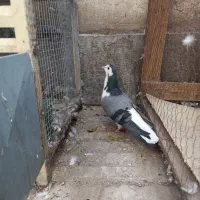 ماده واز|پرنده|اصفهان, سودان|دیوار