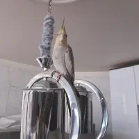 عروس هلندی ۱/۵ ساله سر حال و بازیگوش(فوری فروشی)