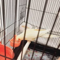 عروس هلندی|پرنده|ری, فیروزآبادی|دیوار