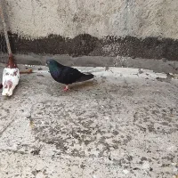نره دم سفید پرشتی