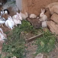 خرگوش نر ماده