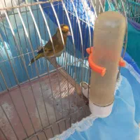 سهره قناری سبزچمنی|پرنده|کرمانشاه, |دیوار