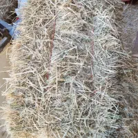 کاه پرس کاه ارزن (گاورس)