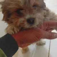 سگ پاکوتاه فروش فوری قمیت پاین