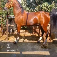 اسب مادیون با کره مادیون ۴ماهه مدرک دار