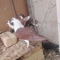 کبوتر عطیقه|پرنده|تربت‌حیدریه, باغ ملی|دیوار