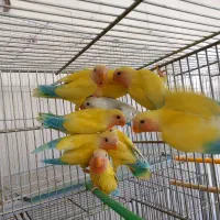 پاکوتاه نسل جدید خورشیدی دستی وسخنگوو...|پرنده|اصفهان, شیخ اشراق|دیوار