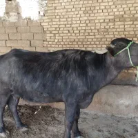 گاومیش