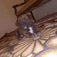 توله سگ کن کورسو