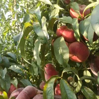 هرس انواع درختان میوه|خدمات باغبانی و درختکاری|تبریز, |دیوار