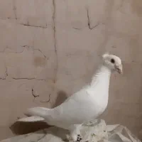 پنچ کبوتر دوری درجه یک