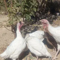 فروش بوقلمون گوشتی|حیوانات مزرعه|ارژن, |دیوار