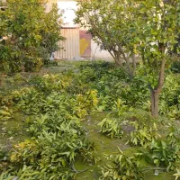 علف زنی،هرس،سمپاشی،طراحی وکاشت|خدمات باغبانی و درختکاری|آستانه اشرفیه, |دیوار