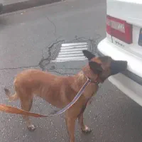 توله مالینویز