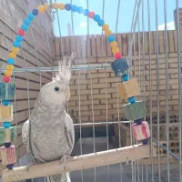 عروس هلندی نر ماده معاوضه