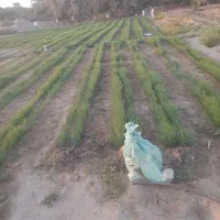 نهال پیاز مینروا