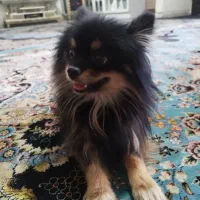 سگ گمشده|حیوانات|تهران, فرحزاد|دیوار