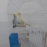 حیوانات|پرنده|مشهد, سیس‌آباد|دیوار