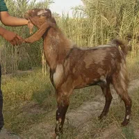 بز نر
