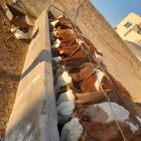 ۲۰ راس گوساله ماده سمینتال درجه یک در وزن های ۲۰۰