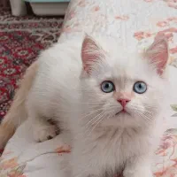 بچه گربه بریتیش نر چشم آبی
