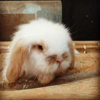 لوپ اوکراینی اصیل خرگوش|موش و خرگوش|میناب, |دیوار