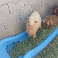 گوسفند با جلب|حیوانات مزرعه|بم, |دیوار