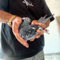 ماده زرهی مسافتی|پرنده|بناب, |دیوار