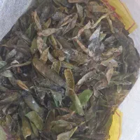غذای ببعی