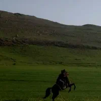 خرید و فروش اسب همه قیمت و نژاد و  توضیحات رو بخون