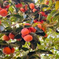 فروش انواع نهال با اصالت و تضمین شده و پیوندی