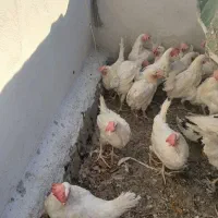 مرغ سربری|حیوانات مزرعه|شاهین‌شهر, گرگاب|دیوار