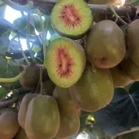 خرید کیوی خونی