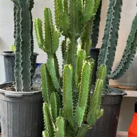 گل آپارتمانی کاکتوس بزرگ